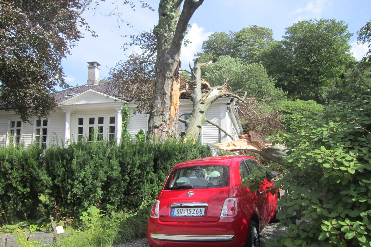 damage after a storm in Bergen (fallen tree), along the National Cycling route 1 (Coastal Route)